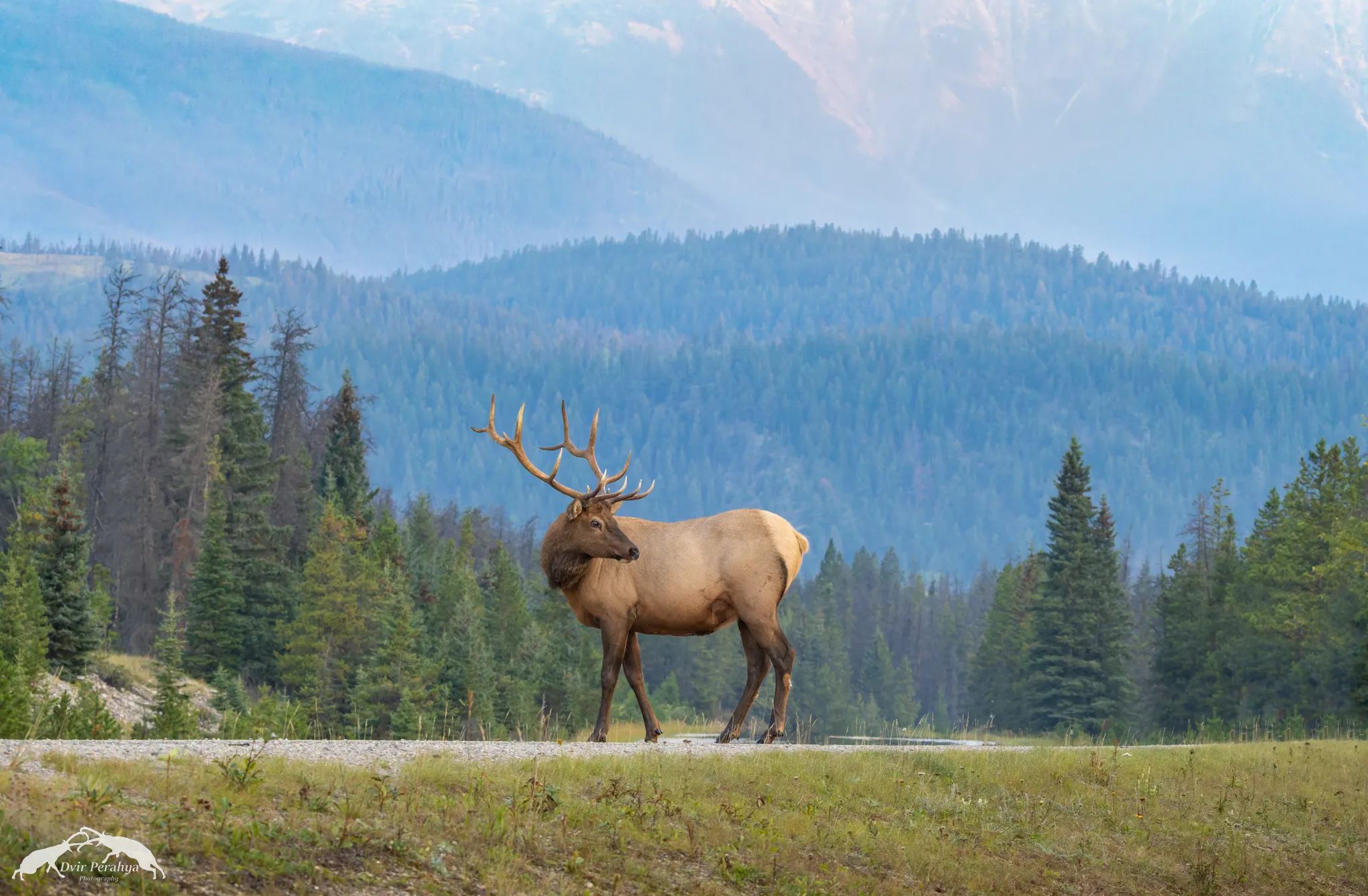 Elk, Canadian Rockys